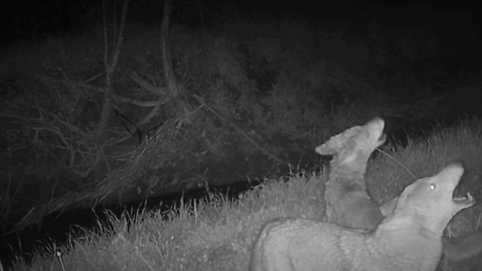 Man Fends Off Coyote While Walking His Dog