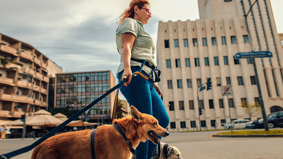 Dog Walkers' Self-Defense: Gear Options and Laws