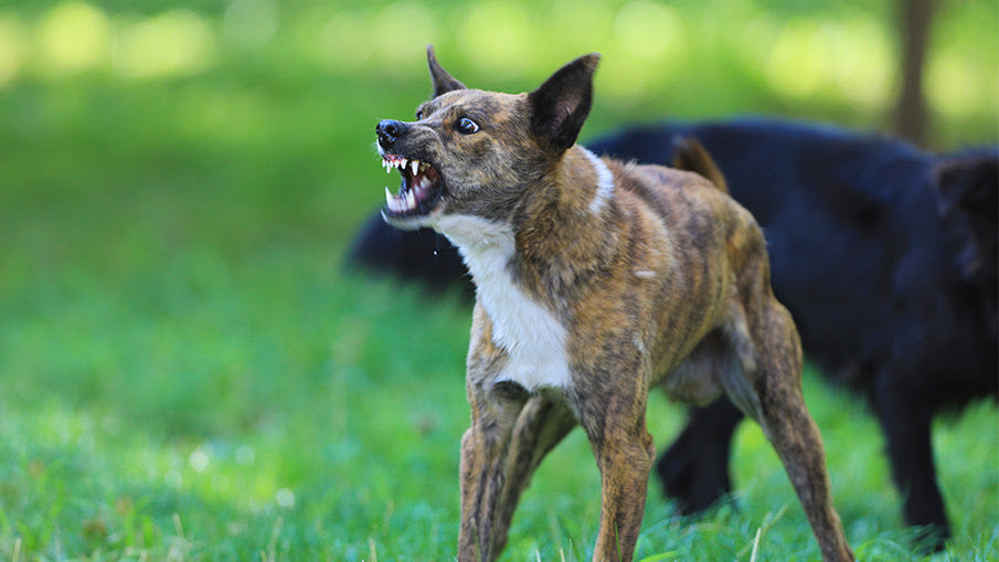 How to Protect You and Your Family from Aggressive Dogs