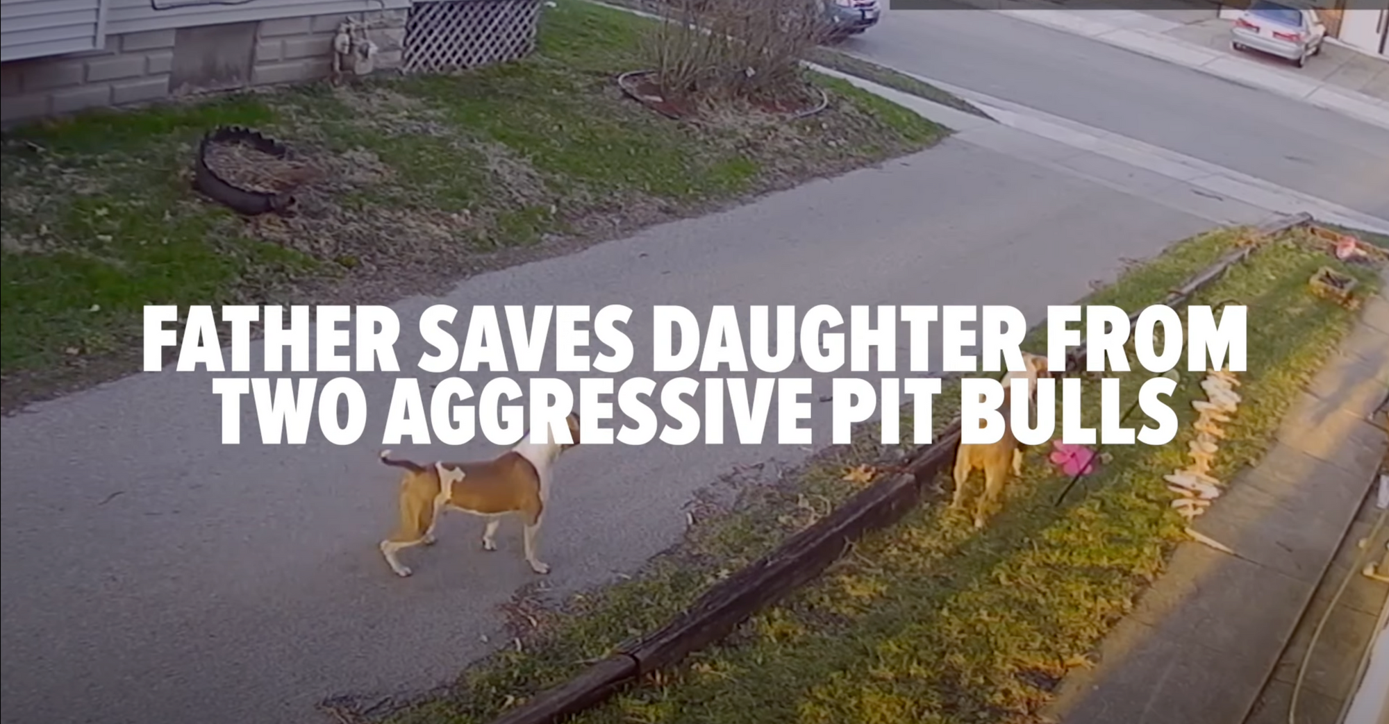 Father Saves Daughter From Two Aggressive Pit Bulls